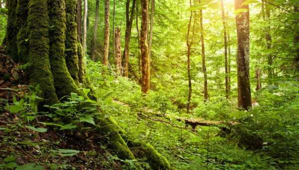Ukraine, Germany preparing new forest sector project