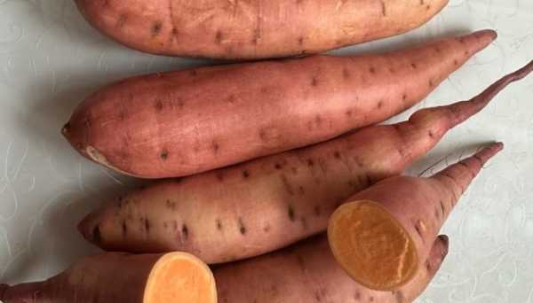 Odesa region gathers first commercial sweet potato harvest