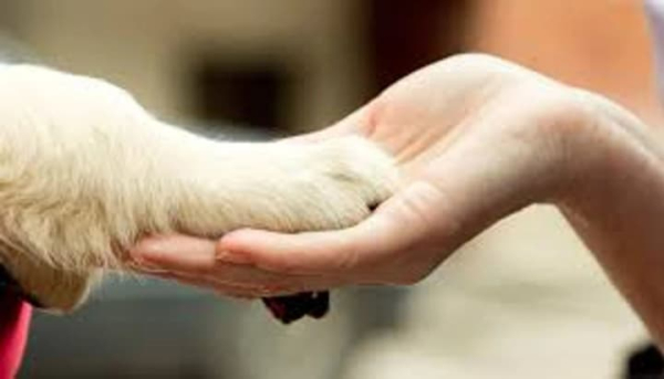 Animal Behavior Experts: When Are They Needed?