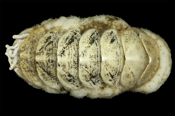 A new species of deep-sea chiton has been discovered – as the internet has named the mollusk