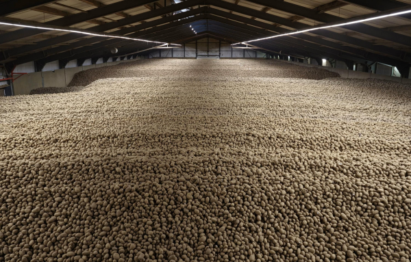 Berlin is giving away free potatoes due to Germany's record harvest