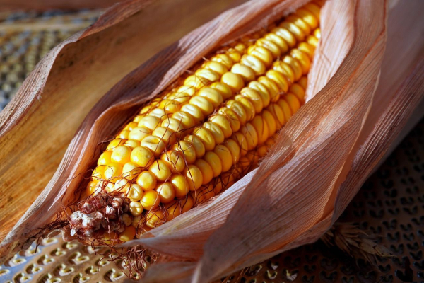 Corn prices in Ukrainian ports have increased