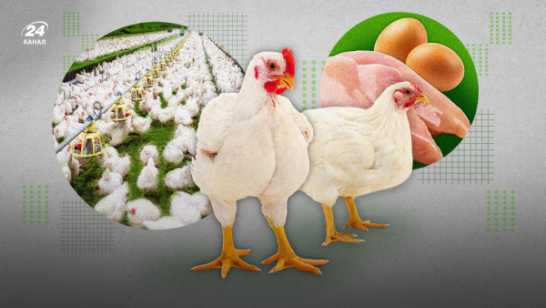 Egg and chicken prices – will prices increase, what is known