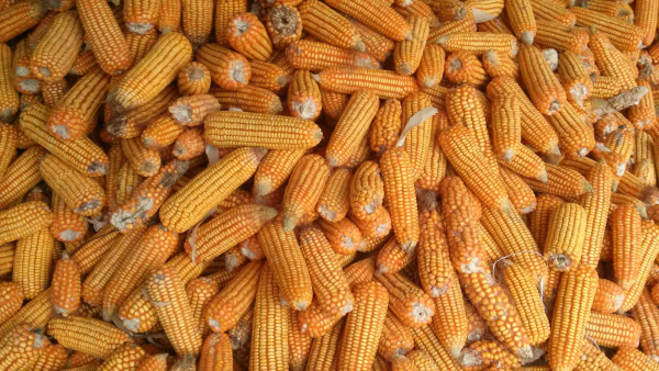 Expensive corn in Ukraine is losing competitiveness