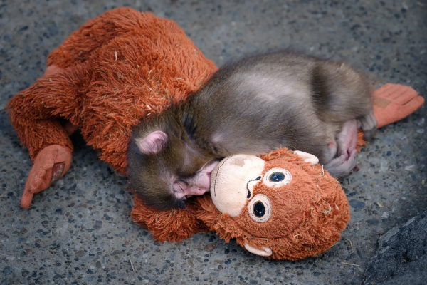 Monkey Punch Toy – Where to Buy a Toy Monkey Like Punch…