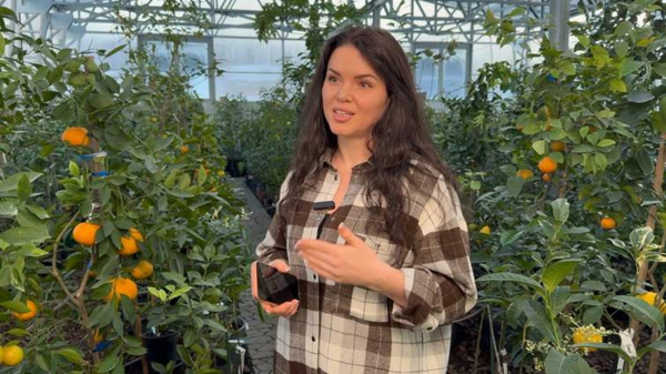 Near Lviv, a woman grows tropical fruits in a greenhouse