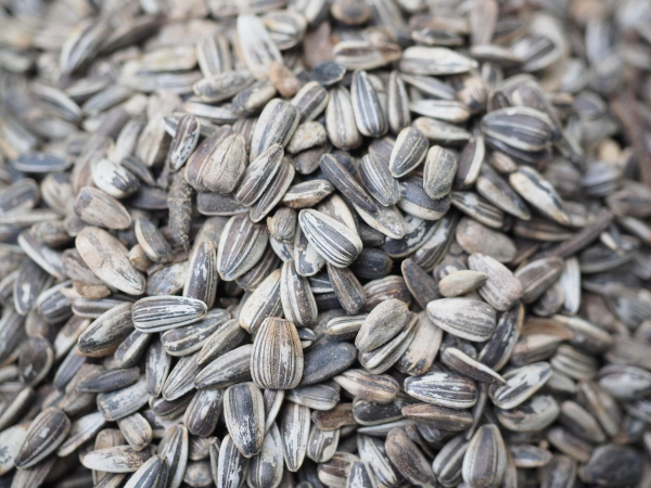 Sunflower processing in the EU has fallen to a 9-year low