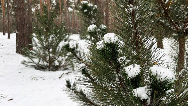 Forged documents on tree felling: two forestry workers to be tried in&hellip;