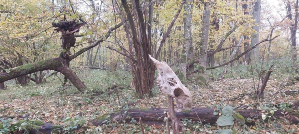 A 10th–13th century settlement in Poland – a&hellip;