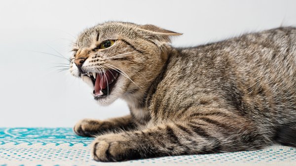 Rabies was detected in a cat in the Kyiv region: where exactly?