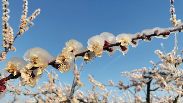 Cold snap in April 2026 in Ukraine – will there be snow…