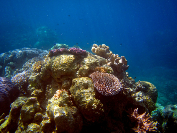 Dozens of new marine species and a giant reef found in the depths of Argentina
