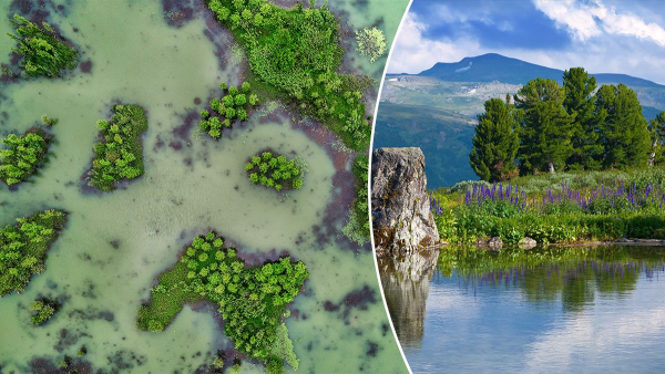 I Plants Colonized the Earth – the evolution&hellip;