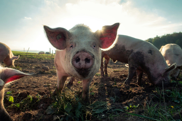 Pig crisis in China – farmers lose on&hellip;