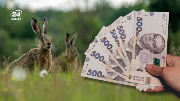 Quiet season in Ukraine – what to fine in the forest in spring – rules of conduct in nature