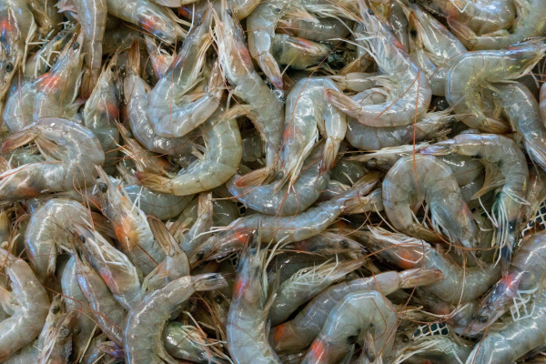 Shrimp export revenue overtakes oil revenue in Ecuador