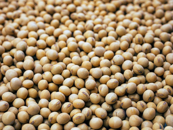Soybeans are cheaper in the US due to delayed negotiations with China