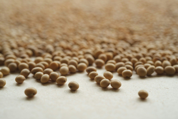 World soybean prices soar to 20-month high