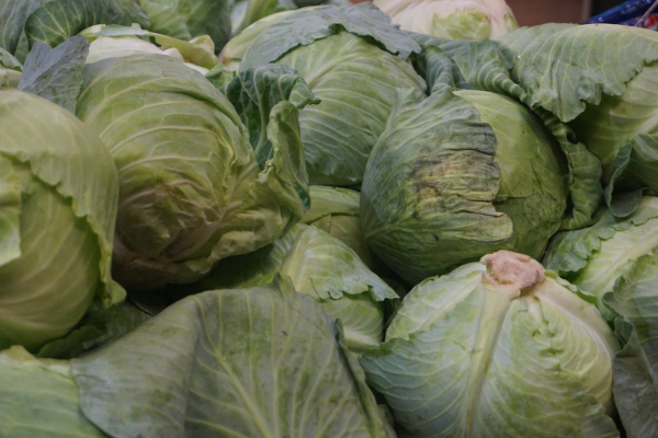 Cabbage prices have fallen sharply – farmers are…