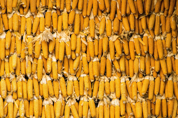 Corn market – prices in Ukrainian ports increased due to demand