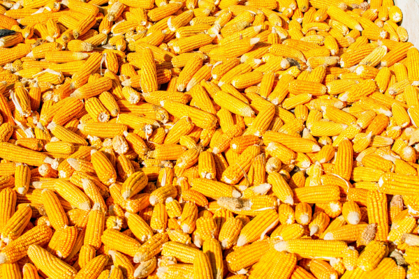 Corn prices in Ukrainian ports are falling – what are the reasons for the drop in value?
