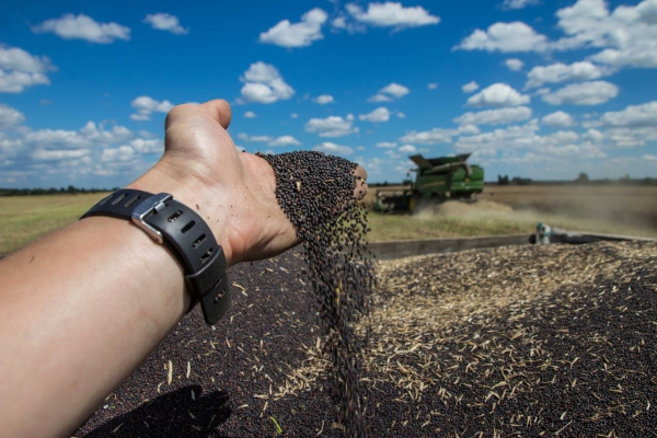 Demand for rapeseed is growing due to biofuels – what about prices?