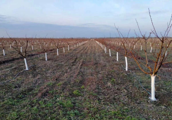 Frosts damaged orchards in Mykolaiv region, causing loss…