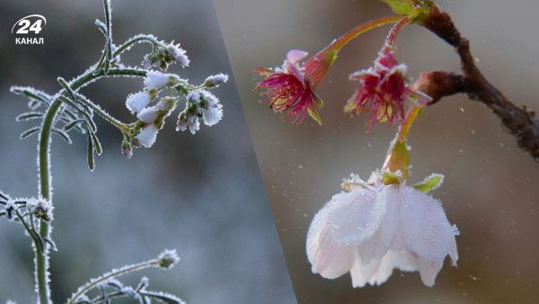 Frosts in Ukraine April 24 – 25, 2026 – where there will&hellip;