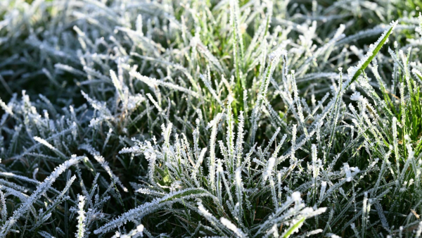 Frosts in Ukraine – in which regions to expect