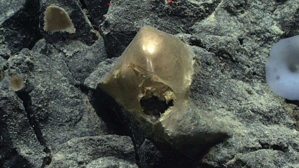 Golden ball at the bottom of the ocean – the mystery of the find near Alaska is revealed