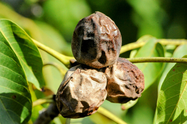 Is it possible to cut walnuts in the yard – rules and risks 2026