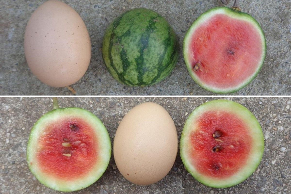 Mini watermelons for greenhouses – a new growing&hellip;