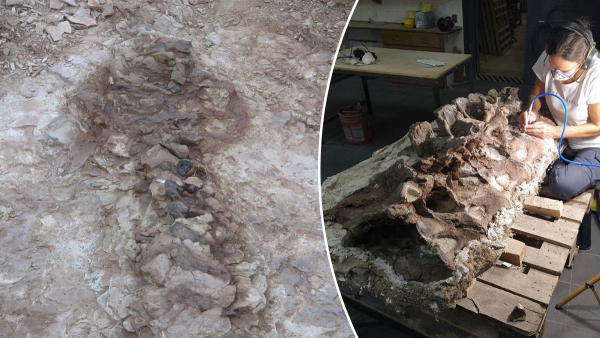 New dinosaur species found in Patagonia – it combines features of several species