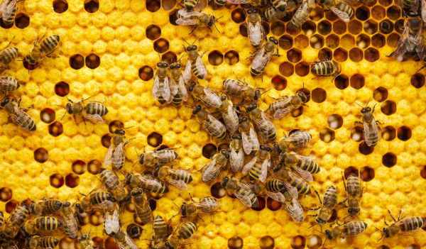 Scientists have proven that bees can count, not just see patterns