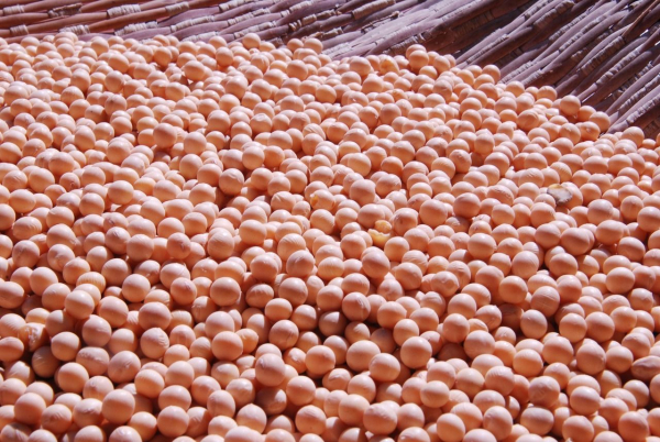 Soybean prices in Ukraine are rising due to…