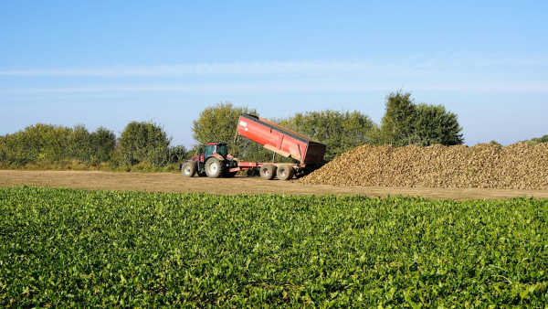 Sugar production in Ukraine will fall – forecast&hellip;