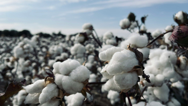 The global cotton market is growing amid rising oil prices