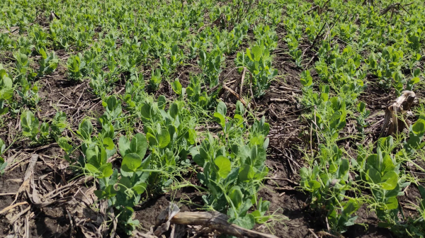 Winter pea losses in Ukraine – causes of freezing and re-sowing