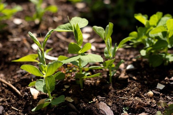 Winter peas have frozen – farmers will massively&hellip;
