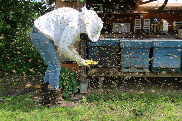 Apiary numbers in the EU have increased by&hellip;