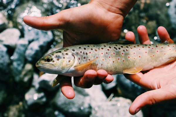 Breeding fish in a pond – which types of fish are best suited for ponds