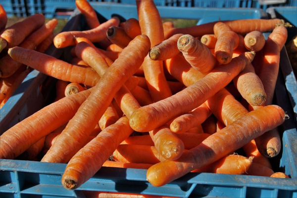Carrot shortage on the market – why prices rose by more than 30 percent in a week