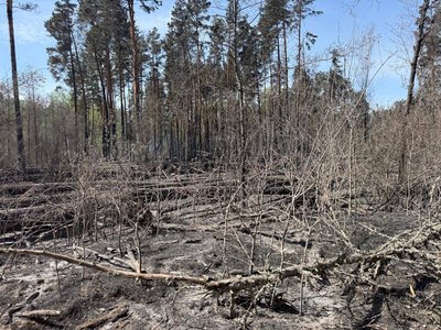 У Чорнобильскій зоні загасили масштабну лісову пожежу, яка вирувала кілька днів