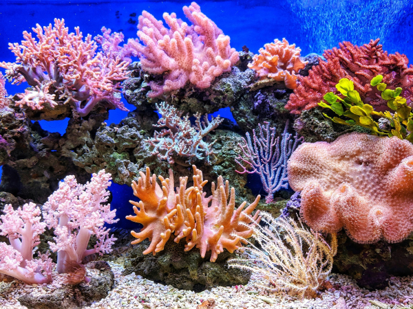 El Niño and coral bleaching – why reefs are facing a new catastrophe