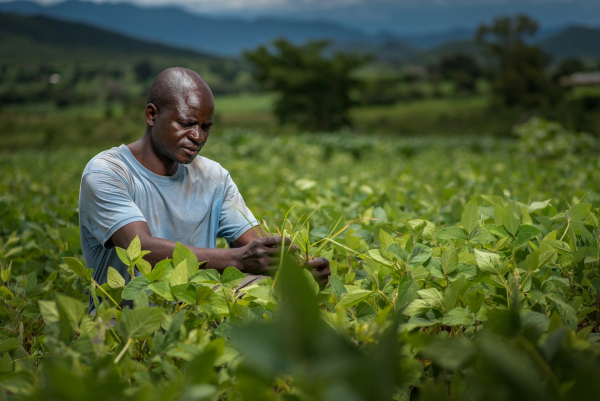 Global fertilizer crisis threatens Africa with famine and…