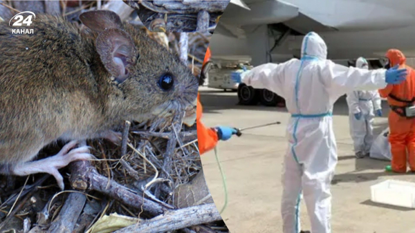 Hantavirus outbreak – is a pandemic possible in the world and Ukraine?