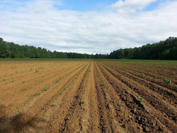 Land privatization 2026 – what types cannot be issued