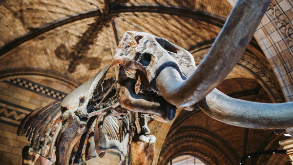 Mammoth bones in Alaska turned out to be whale remains – scientific study