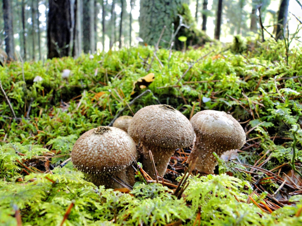 Mushrooms in May – what types of mushrooms&hellip;