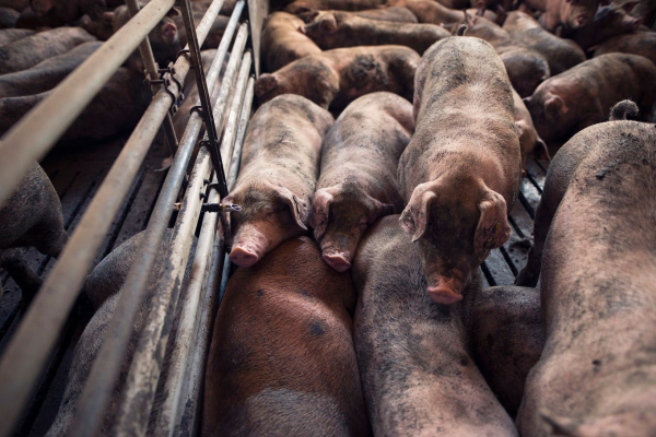 Pig slaughter in the Netherlands has decreased due&hellip;